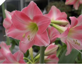 Amaryllis Rebecca (jumbo bulbs) Amaryllis Rebecca (jumbo bulbs)