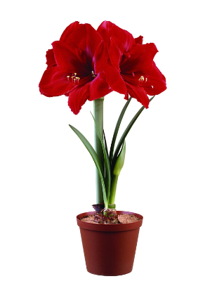 Amaryllis KAROO® New Amaryllis KAROO® New