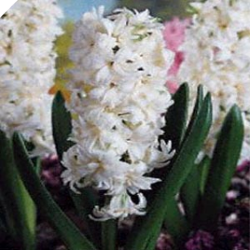 Hyacinth TOP WHITE
