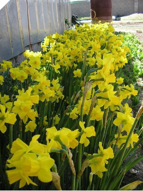 Daffodil/Narcissus Jonquil QUAIL