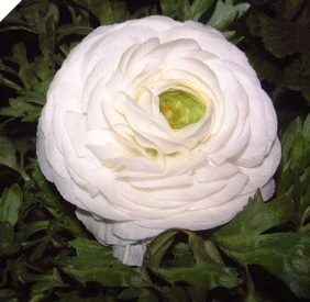 WHITE Ranunculus