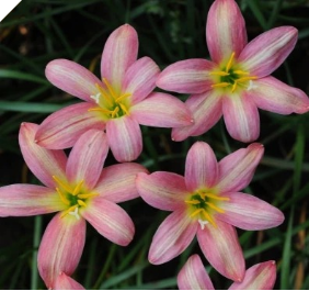 Zephyranthes Rose Perfection