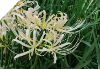 Lycoris Albiflorra Thin Petal (May)