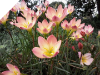 Zephyranthes PACIFIC SUNSET