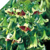 Lilium Nepalense Species Lilly