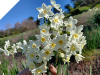 Narcissus Early Pearl
