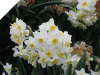 Narcissus Grand Primo