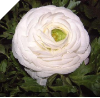 WHITE Ranunculus