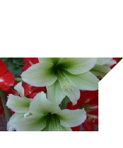 OUT OF STOCK AMARYLLIS