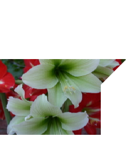 Gloriosa Lilies