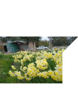 Narcissus