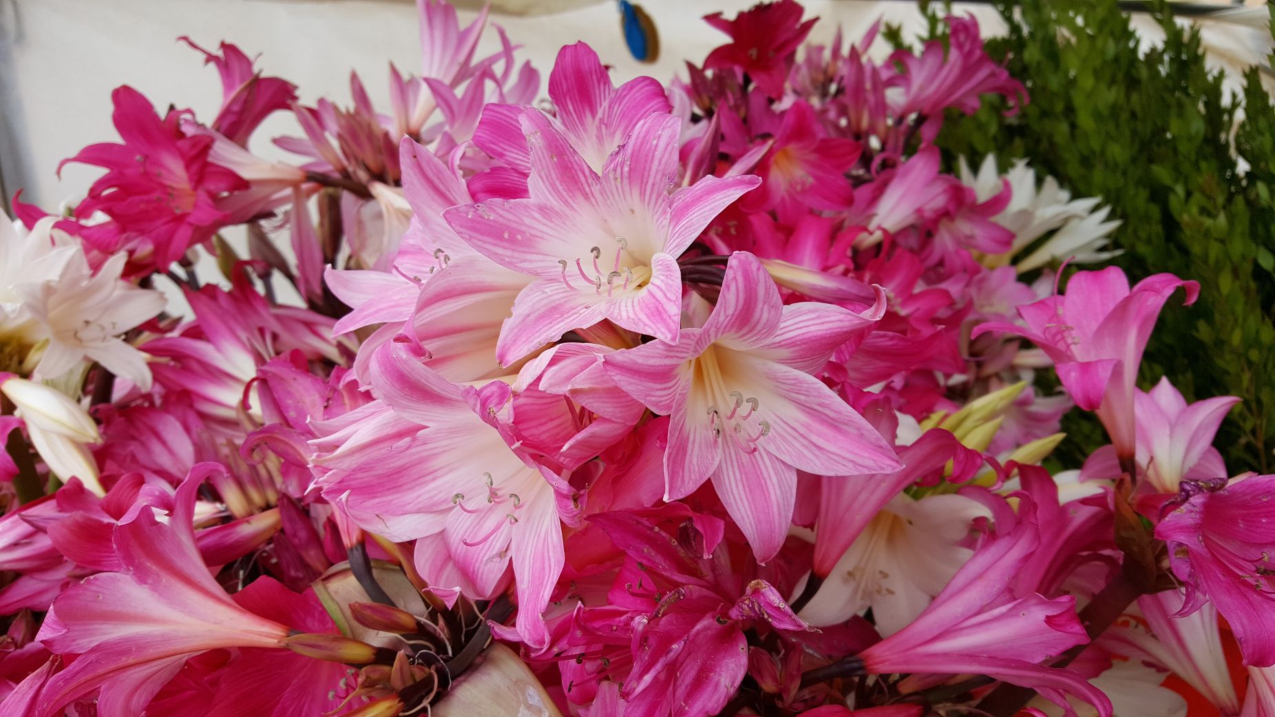 Amaryllis Belladonna PINK MIX Small Bulbs