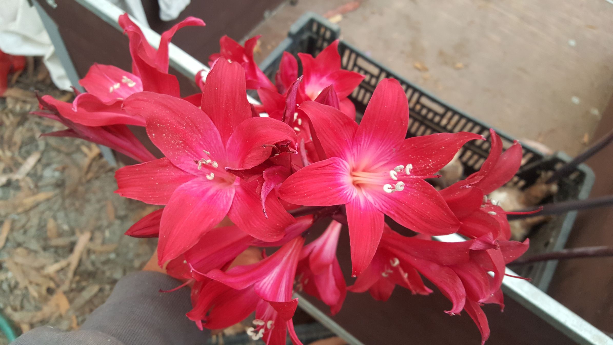 Amaryllis Belladonna Darkest Reds