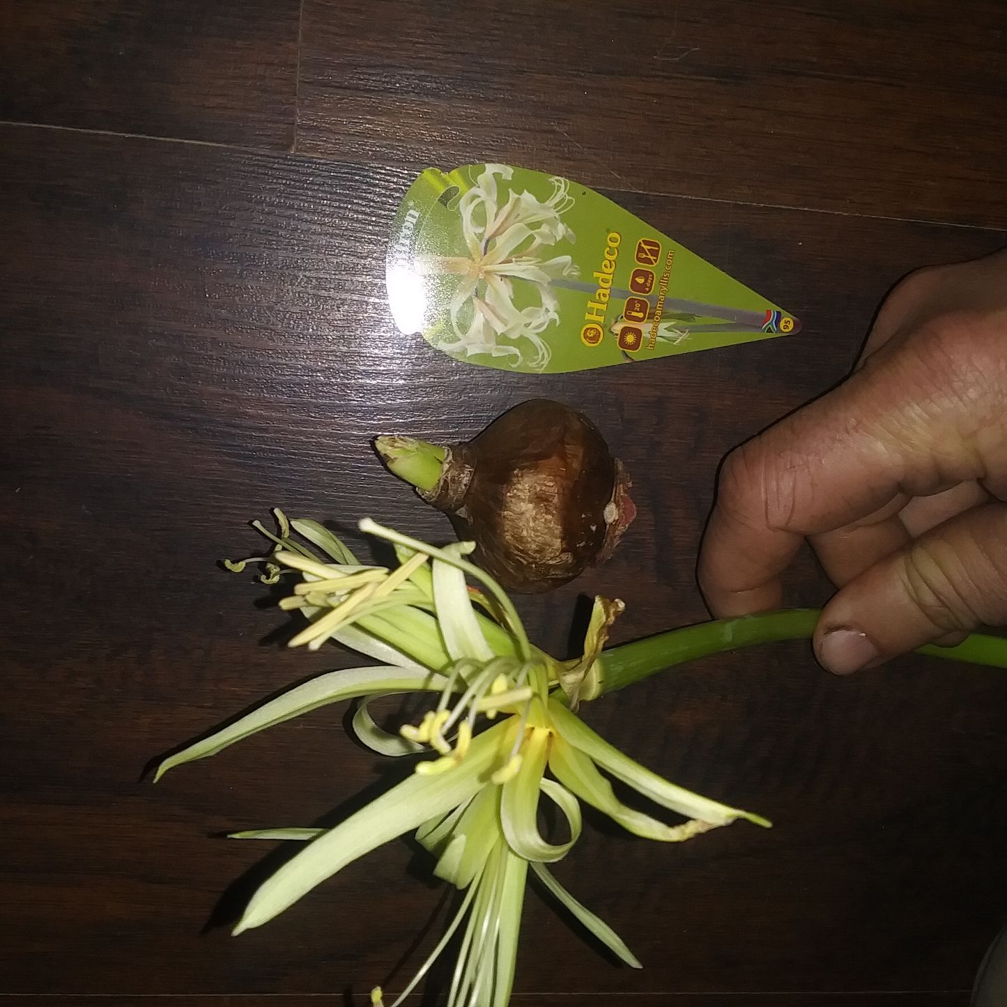 Amaryllis SAFFRON Bloomed Bulb