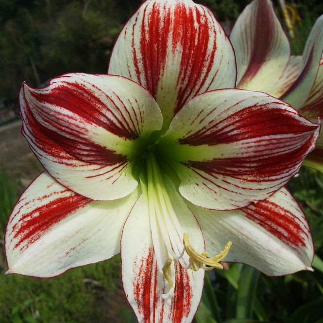 Amaryllis AMBIANCE