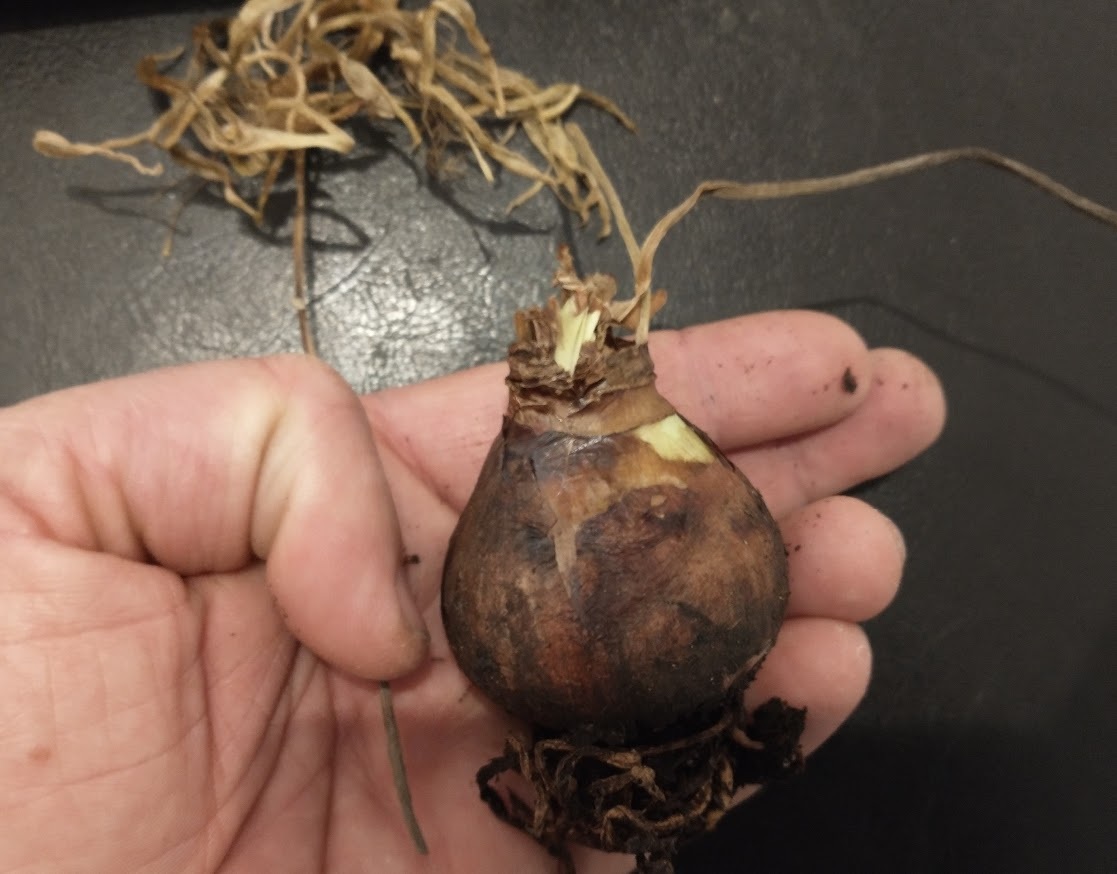 Amaryllis SAFFRON few