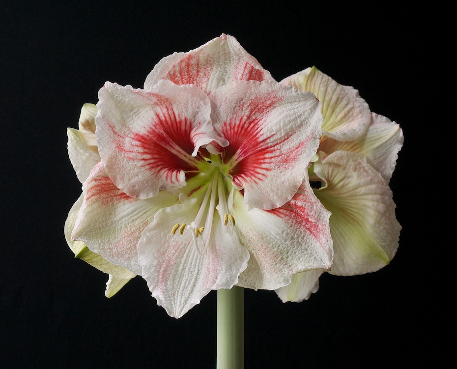 Amaryllis HURRICANE
