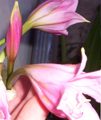 jumbo blooming-size bulb Crinum Lily Cecil Houdyshel 